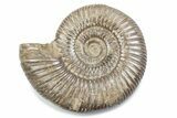 Polished Jurassic Ammonite (Perisphinctes) - Madagascar #378944-1